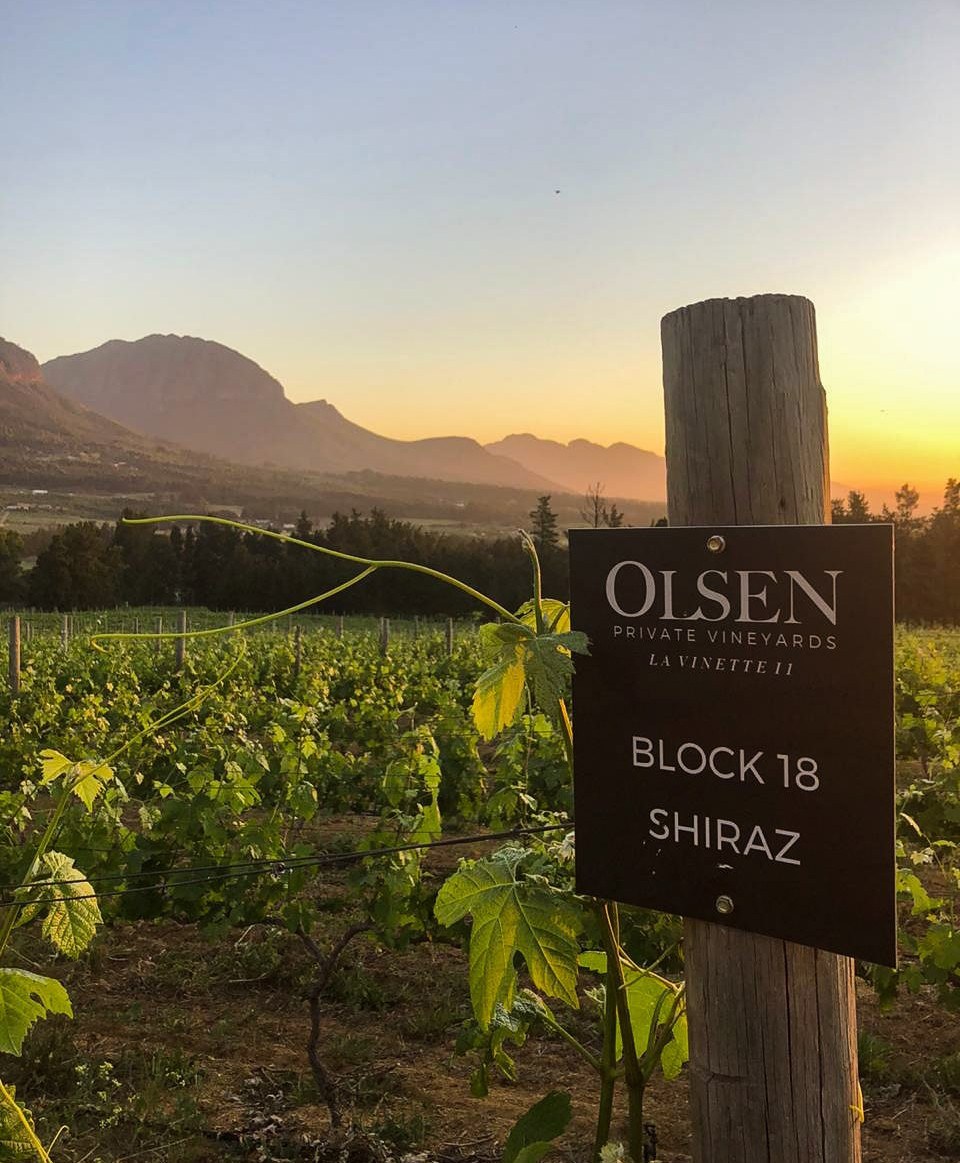 Olsen Private Vineyards