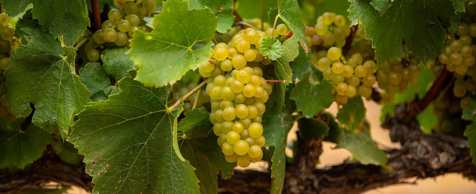 Trizanne Signature Wines