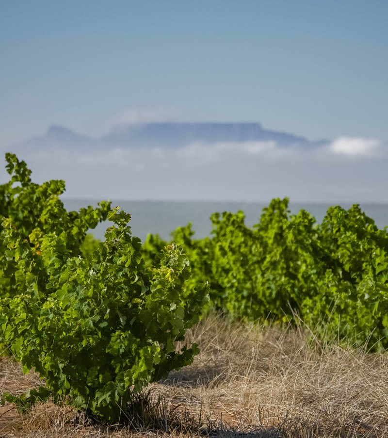Darling Cellars (Pty) Ltd