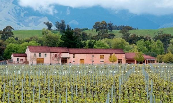 Isabel Vineyard