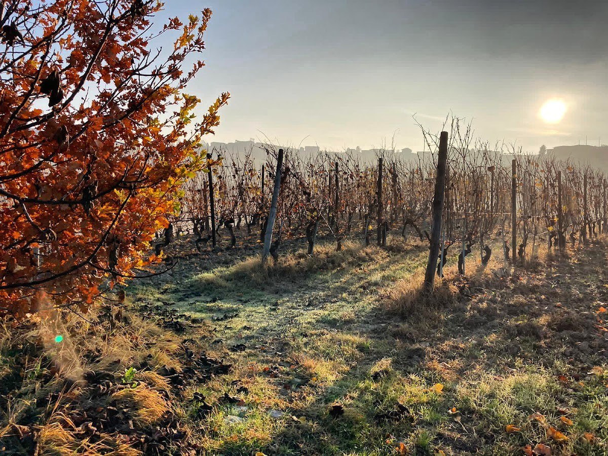 PODERI FOGLIATI s.s.a