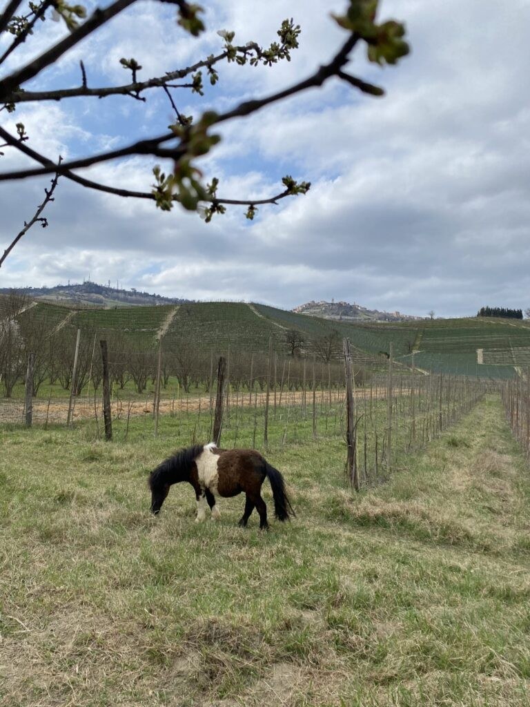 SPIRITO AGRICOLO BALLARIN di Viberti Giovanni