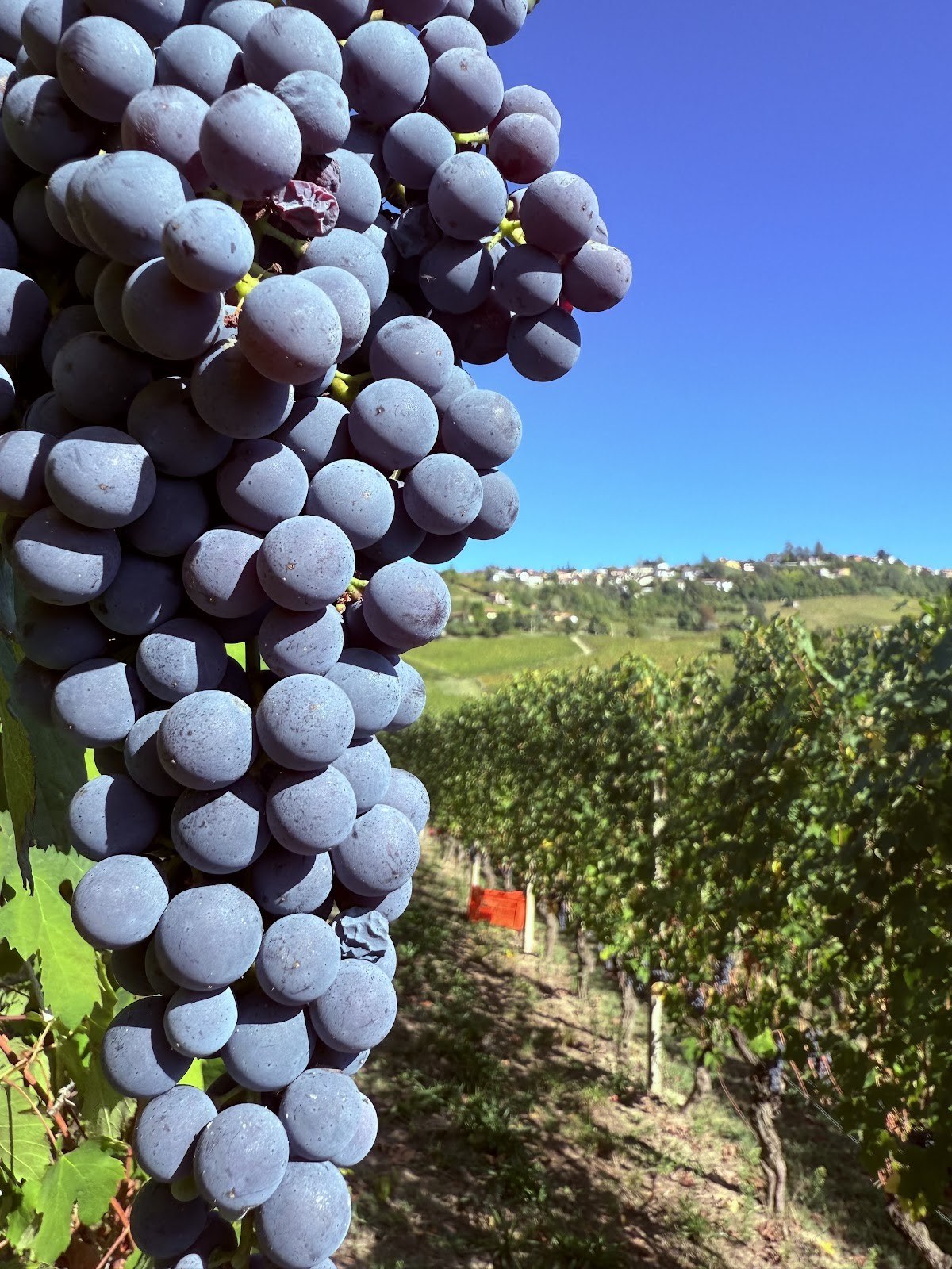 LA CANTINA DEGLI OBERTI Az.Agr. di Oberti Cristian
