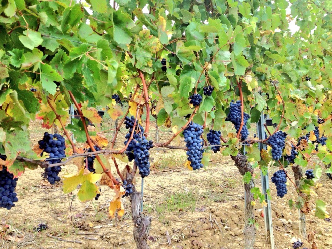 TENUTA IL FALCHETTO Az. Agr. dei Fratelli Forno s.s.a.