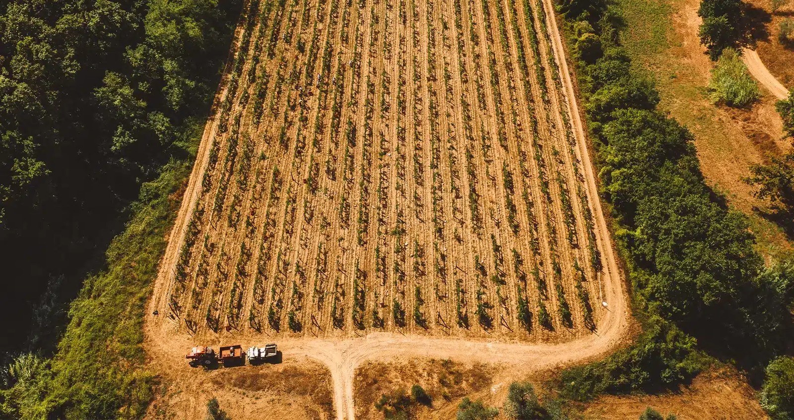 Tenuta Querciamatta
