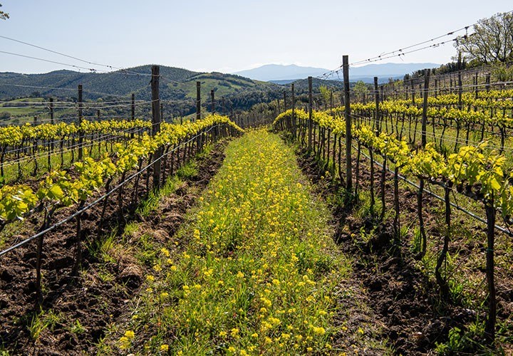 Cantina I Vini di Maremma