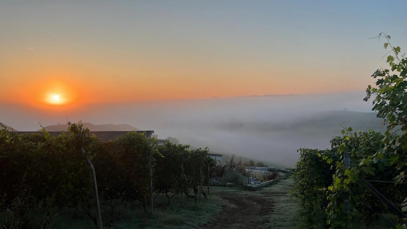 CASCINA MASSARA Az. Agr. e Vitivinicola di Burlotto Sergio Giuseppe