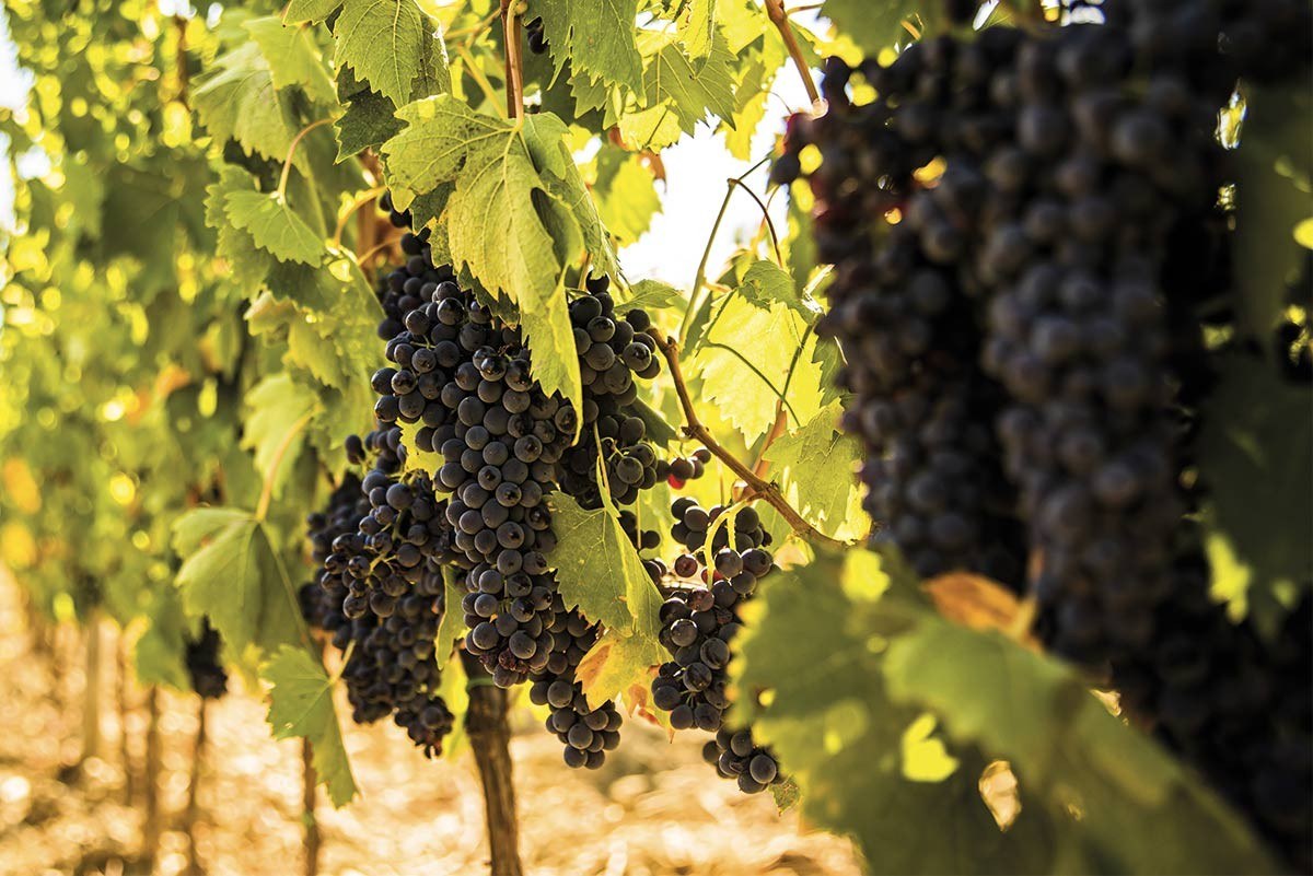 Tenuta Poggio ai Mandorli