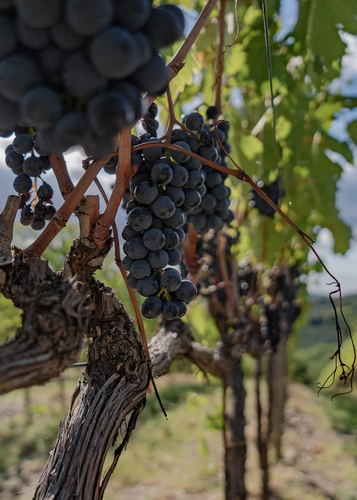 Podere Capaccia