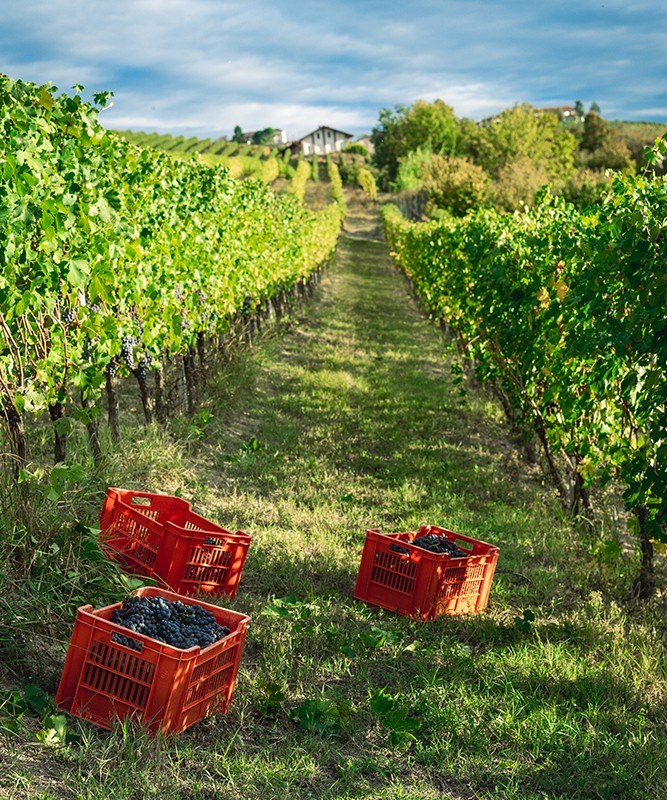 RIVETTI MARIO Società Agricola Semplice
