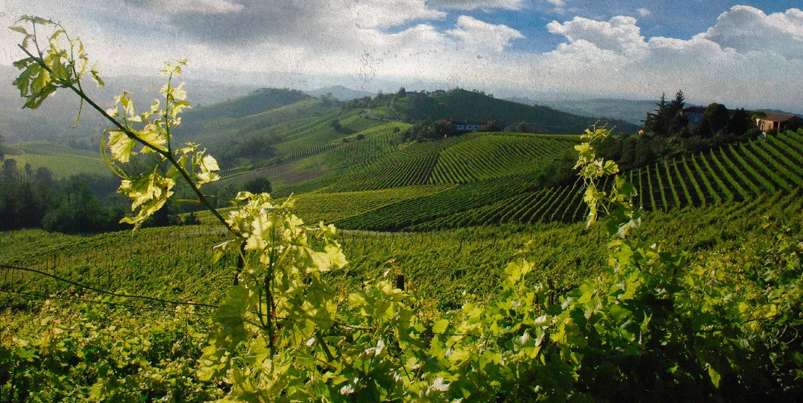Casavecchia Societa' Semplice Agricola