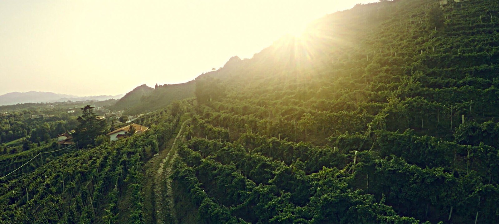 Cantina Mionetto, nelle colline di Valdobbiadene