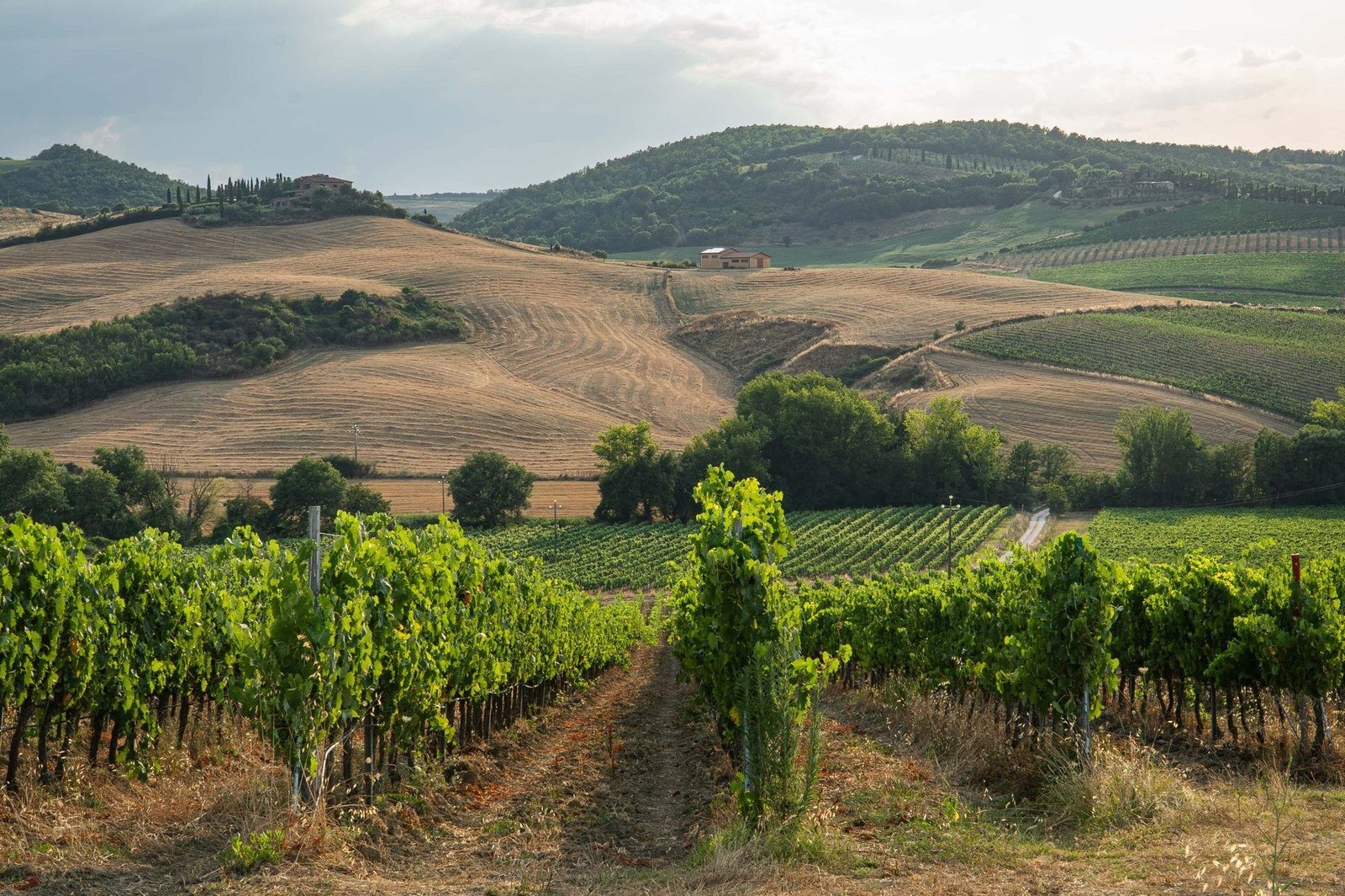 Vecchia Cantina di Montepulciano