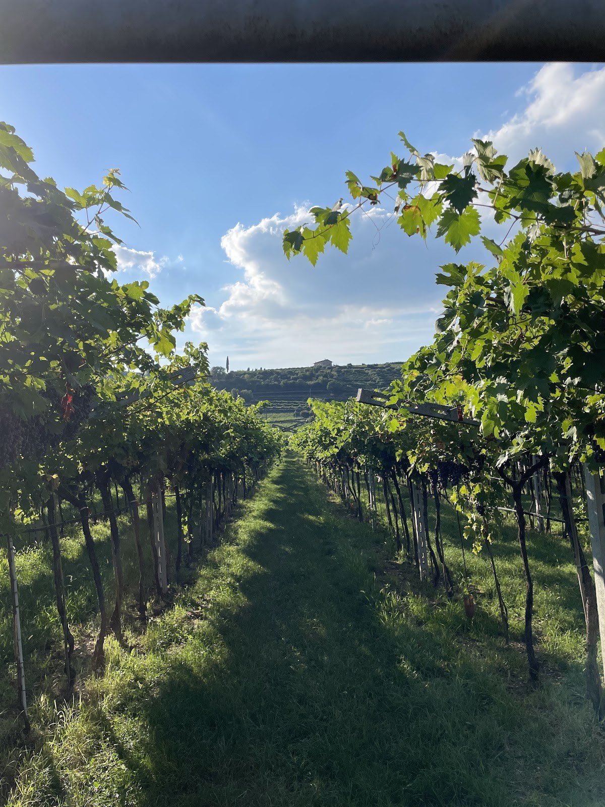 La Dama Vini