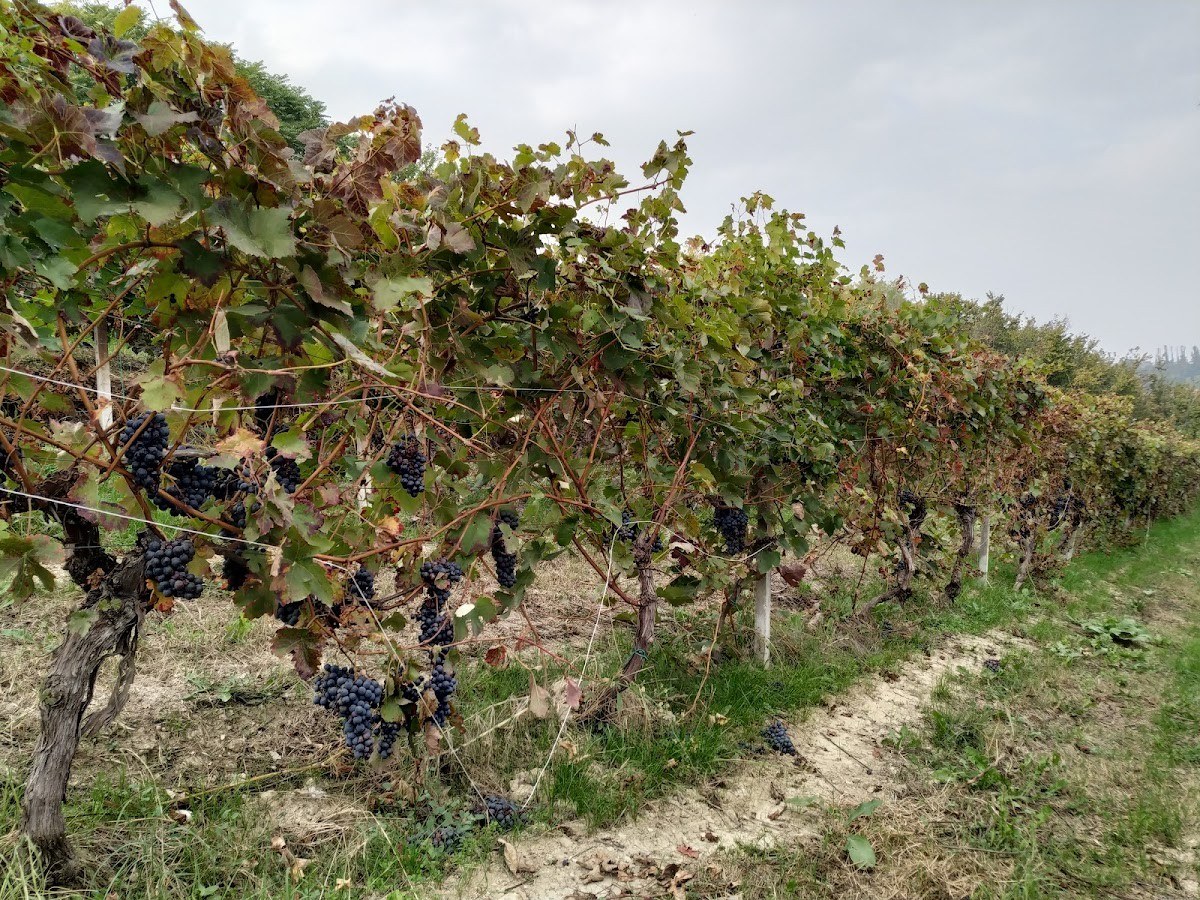 TENUTA RONZANO di Ronzano Marco Az. Agr.