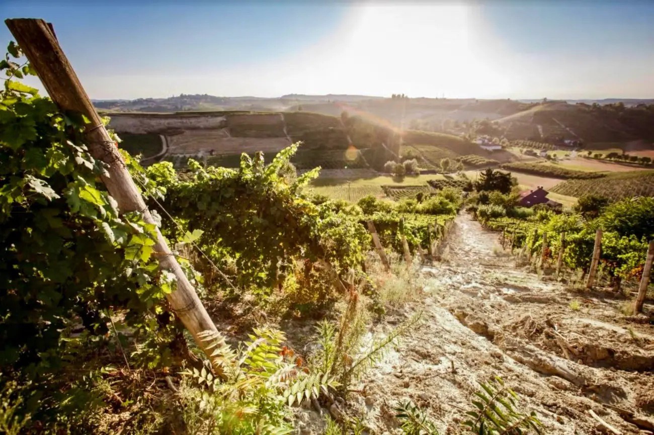 VINORY Srl Agricola