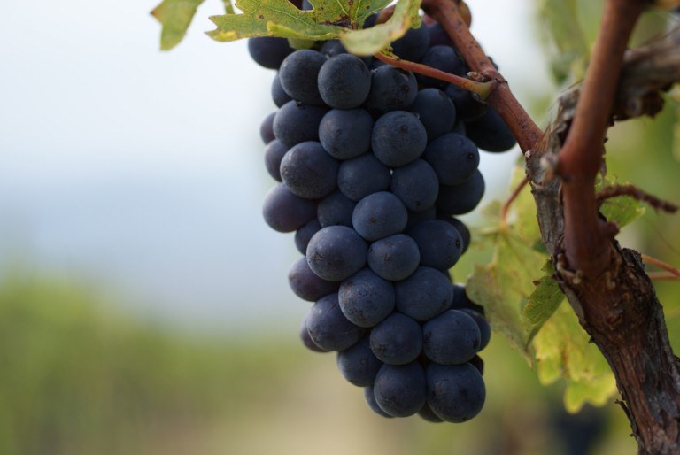 Fattoria Lavacchio