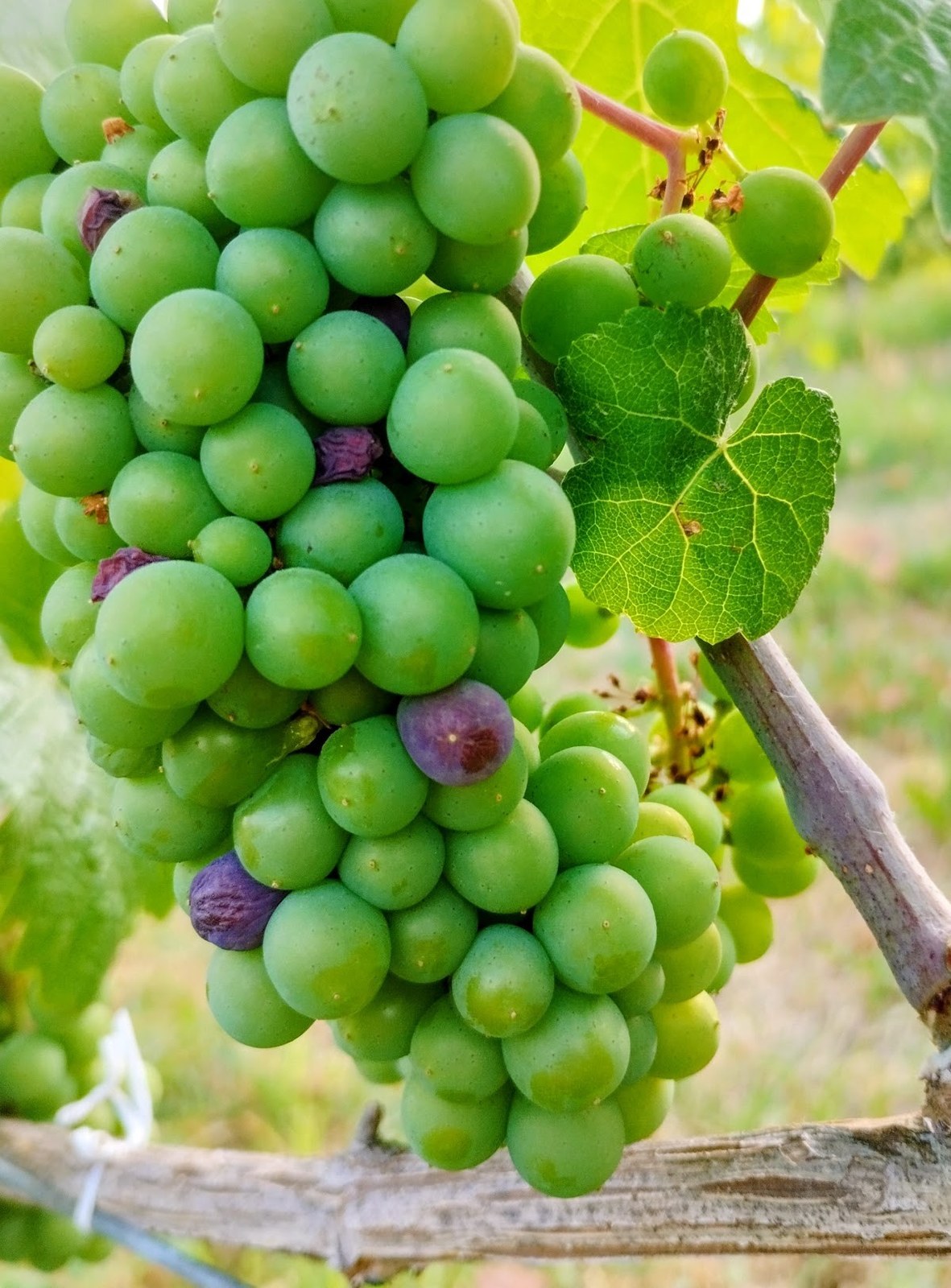 PODERI COLLA s.s.a.