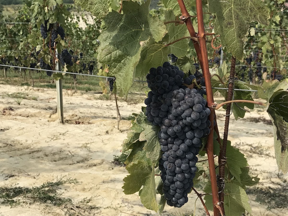 FRATELLI PONTE VINI s.a.s. di Ponte Giuseppe