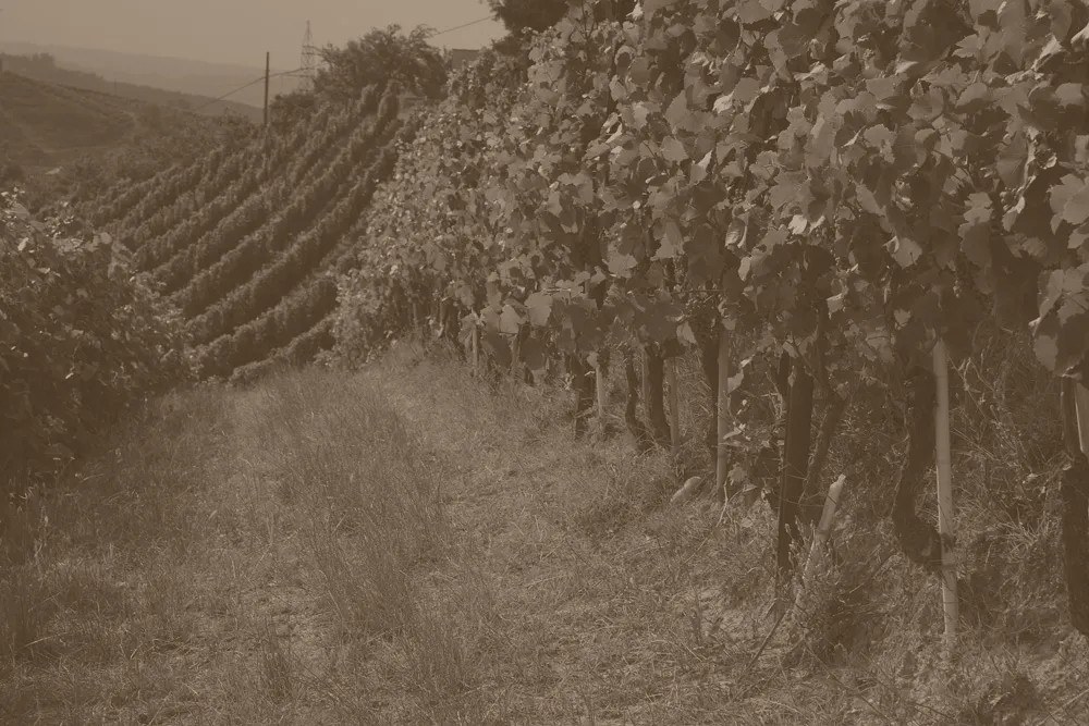 RAPALINO F.LLI di Rapalino Claudio