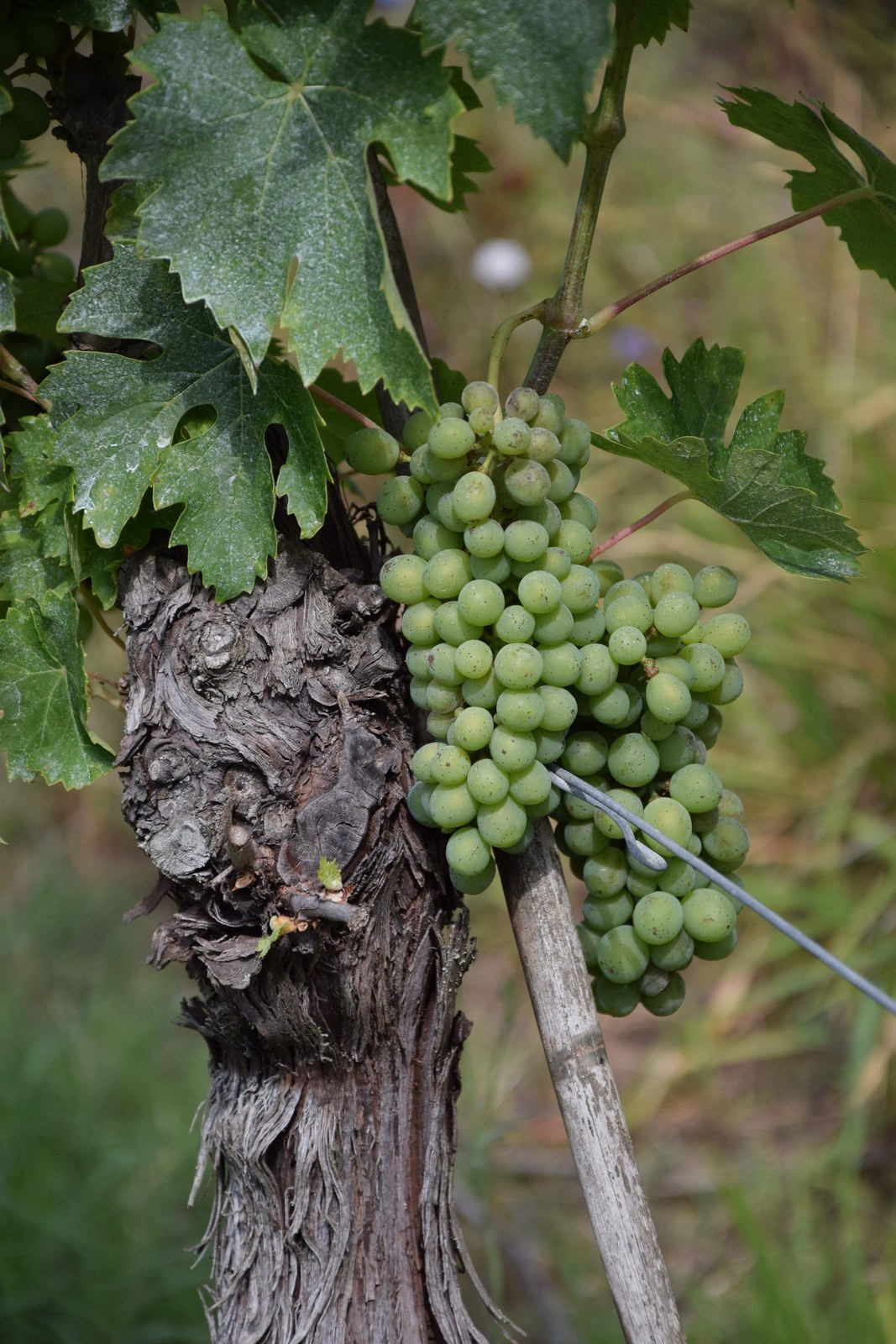 Cantina Ripoli