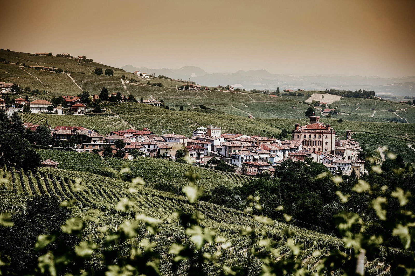 VIBERTI GIACOMO Az. Agr. di Viberti Paolo