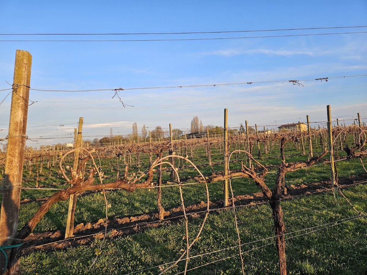 Sant'Antonio Vini