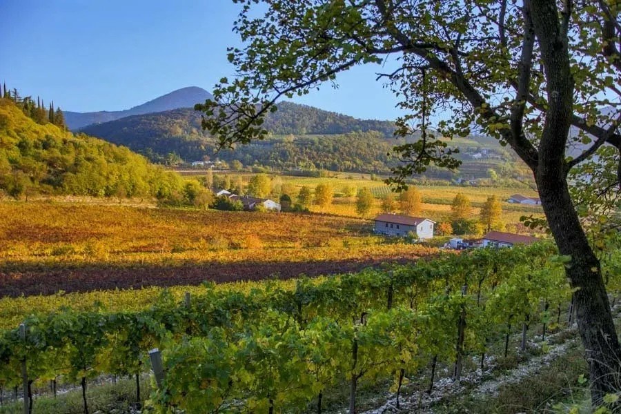 Azienda Agricola Veronese