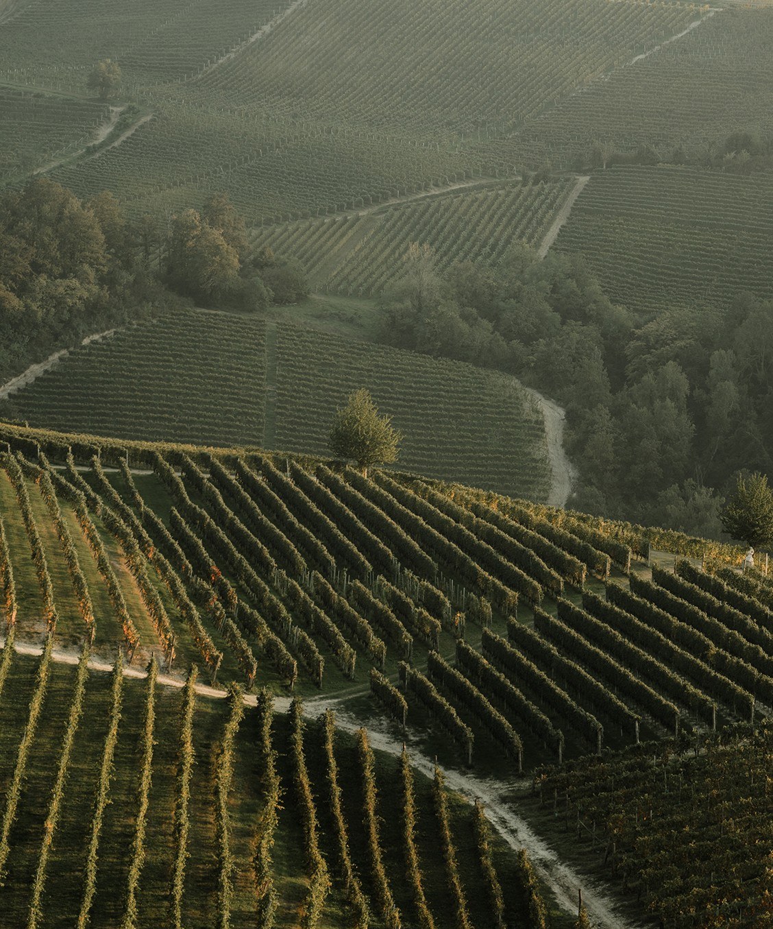 Cantina Vignaioli Elvio Pertinace S.c.a.