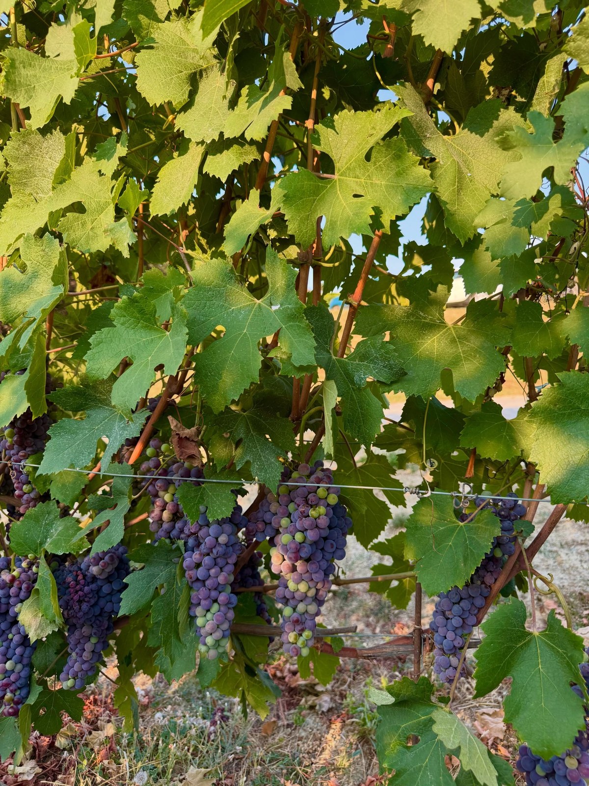 PODERE GAGLIASSI Monforte d'Alba s.s.a