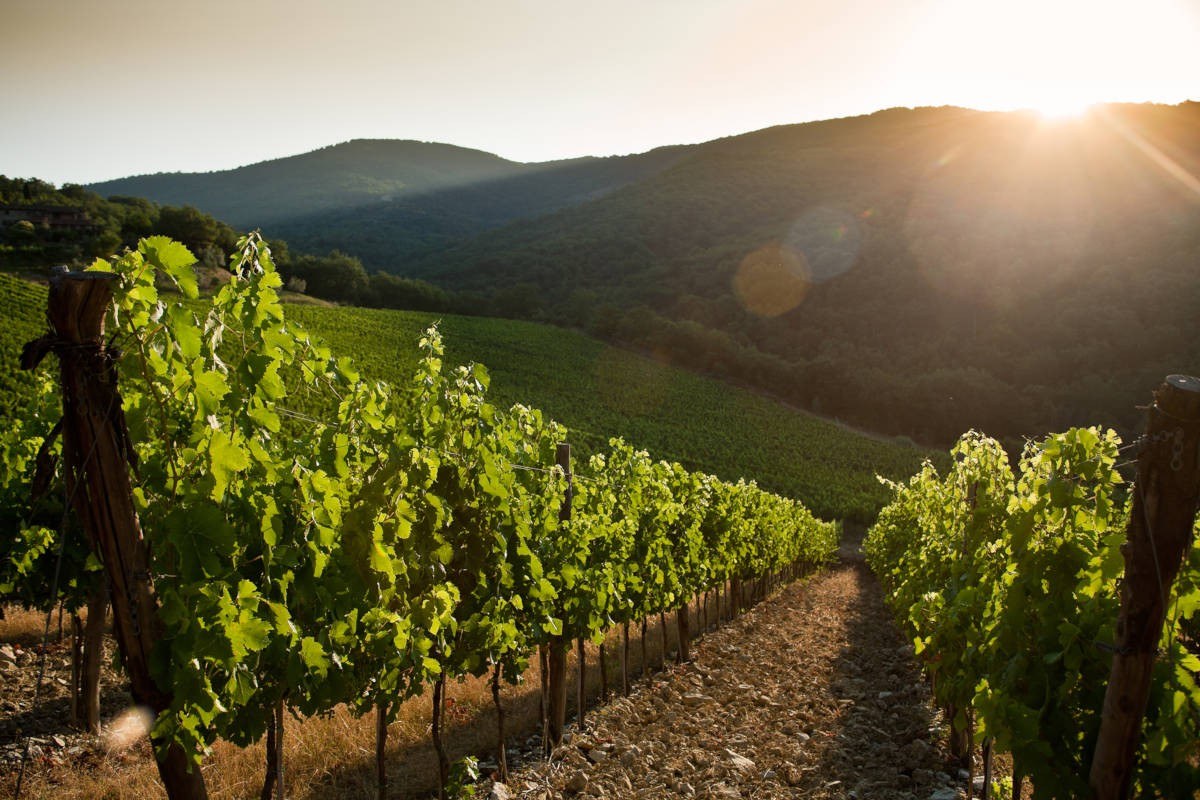 Tenuta Riseccoli