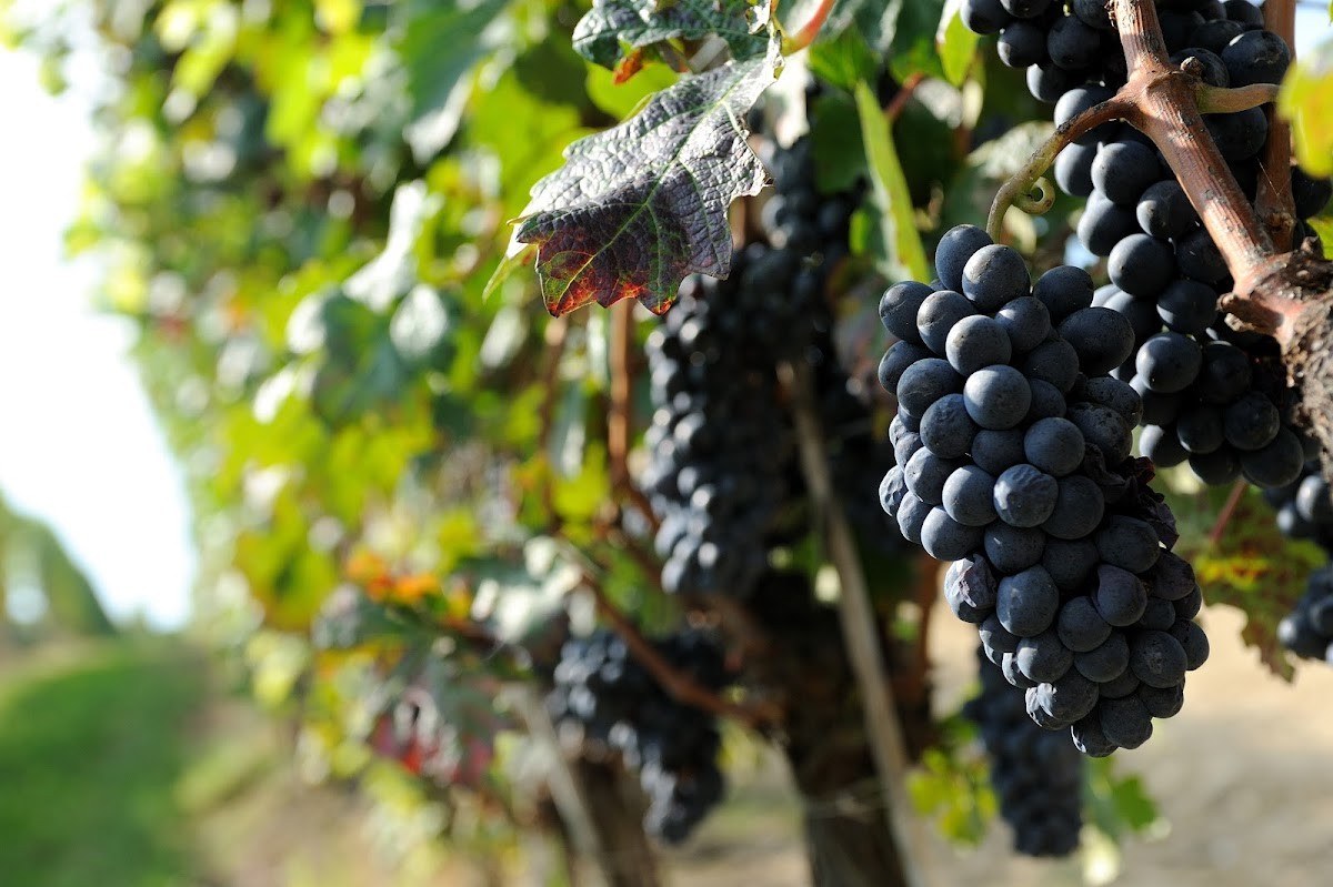 Tenuta L'Illuminata