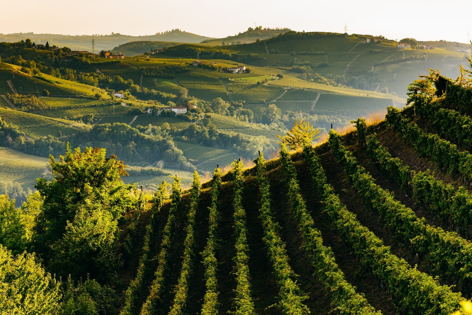 BEPPE MARINO Srl Az. Vin.