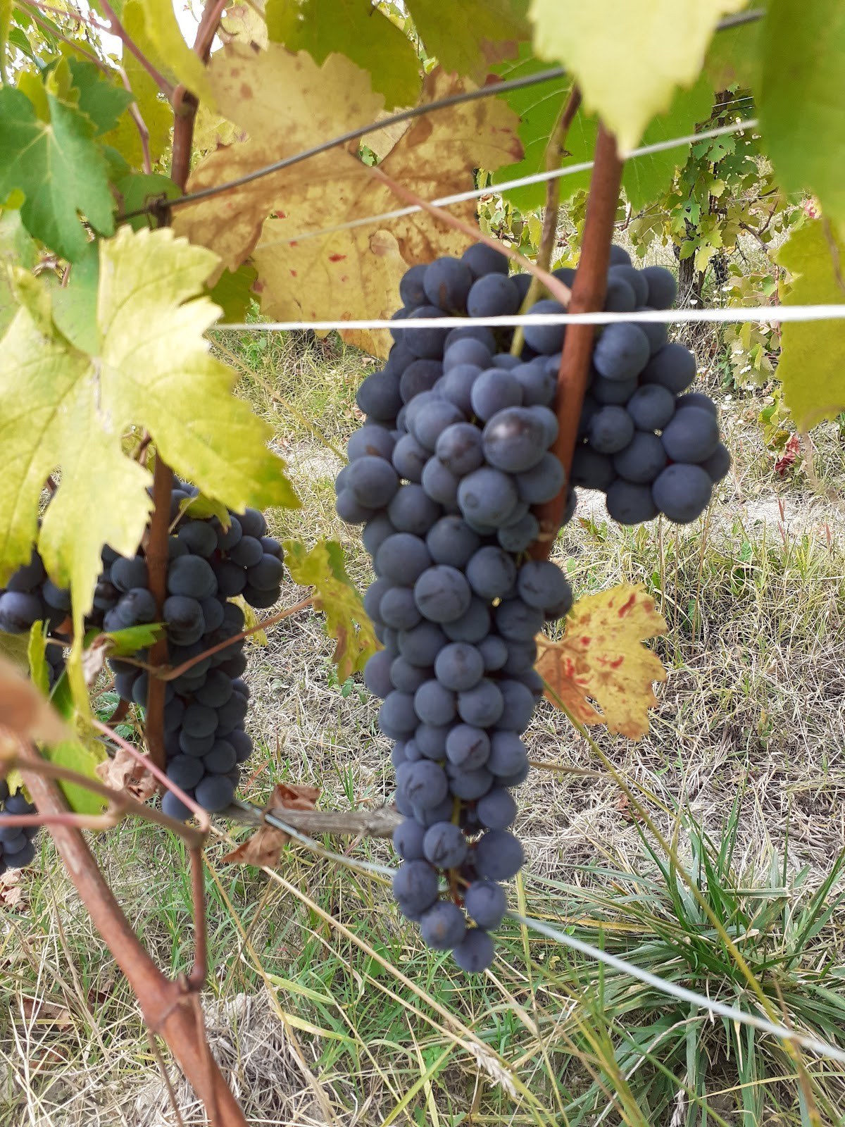 LA RACHILANA AZ. AGR. Marengo Davide