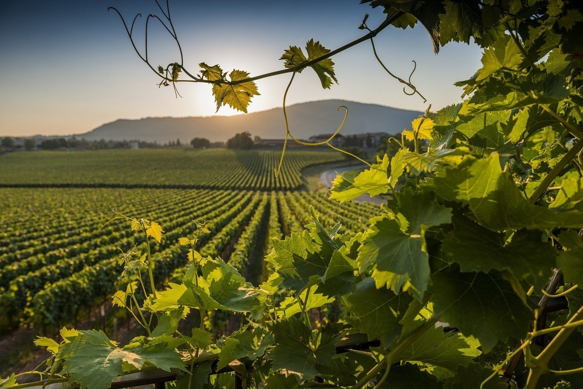 Tenuta Montedelma