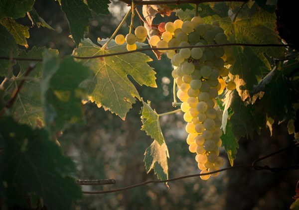 Fattoria la Quercia