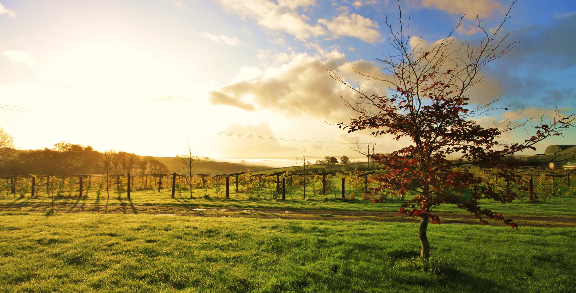 Jabajak Vineyard