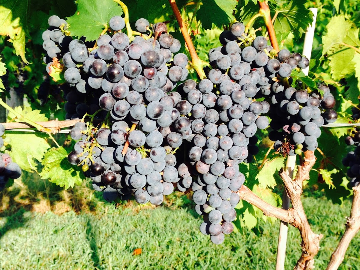 Janemark Winery & Vineyard