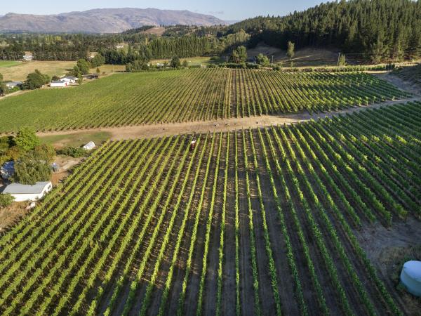 Judge Rock Pinot Wines