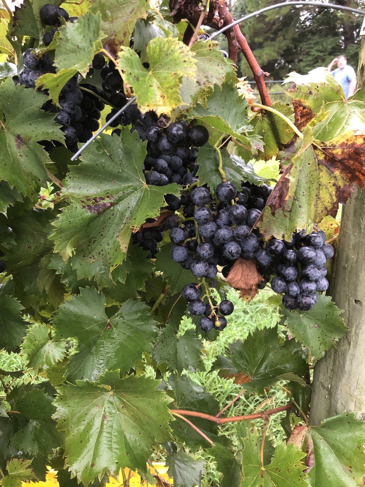KEELS CREEK WINERY