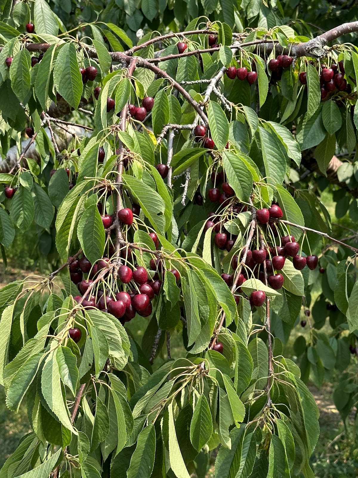 King Orchards