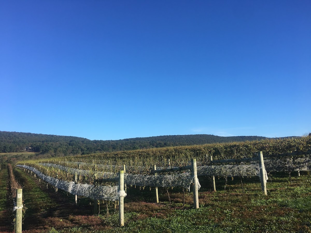King Solomon's Vineyard