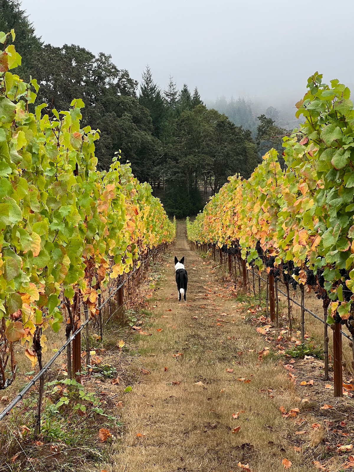 Knoll Vineyards
