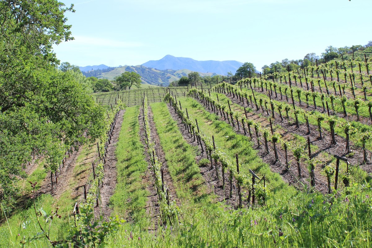 La Cienega Vineyard