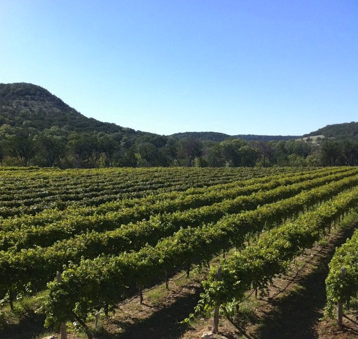 La Cruz de Comal Wines, Ltd.