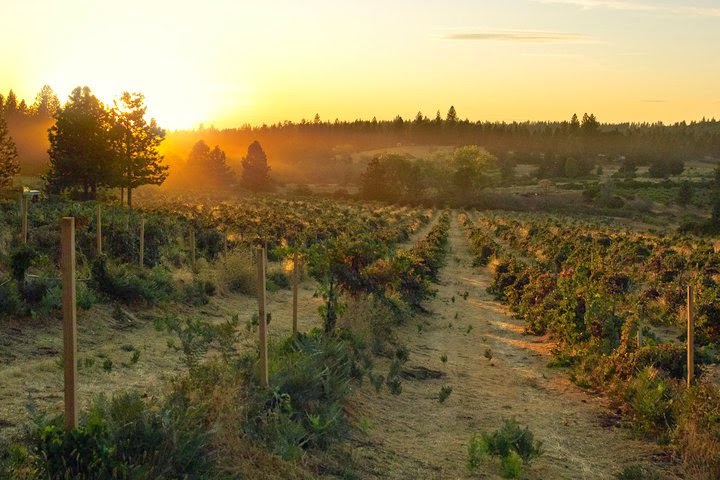 Larocca Vineyards