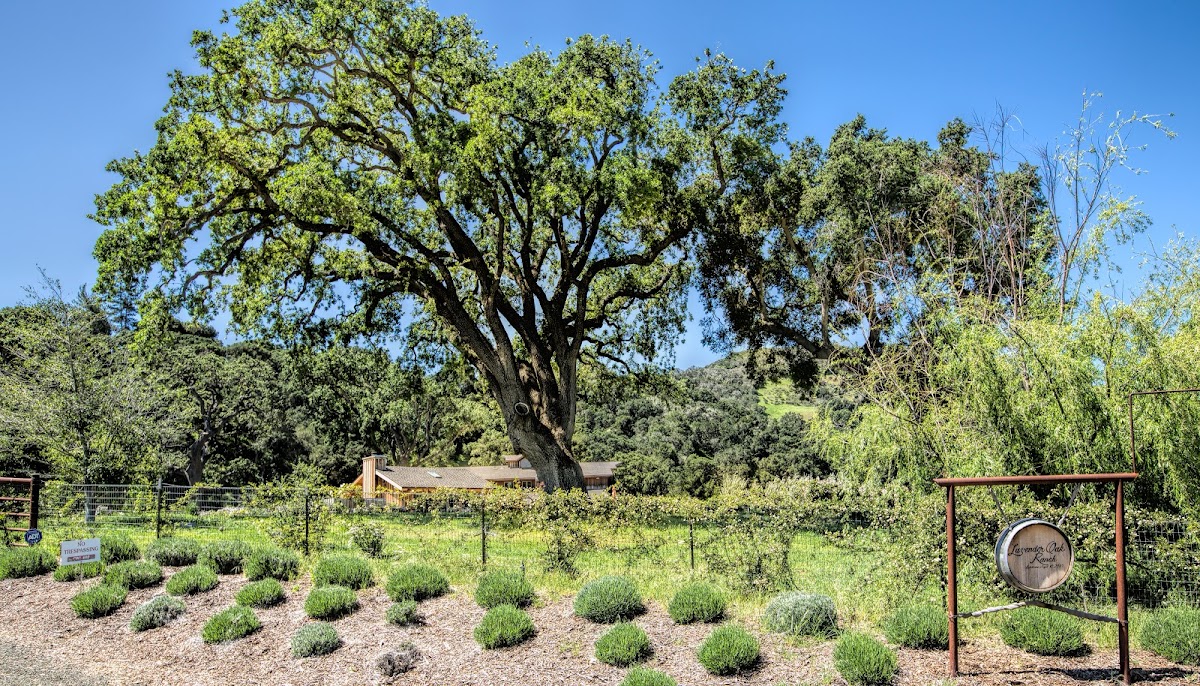 Lavender Oak Vineyard