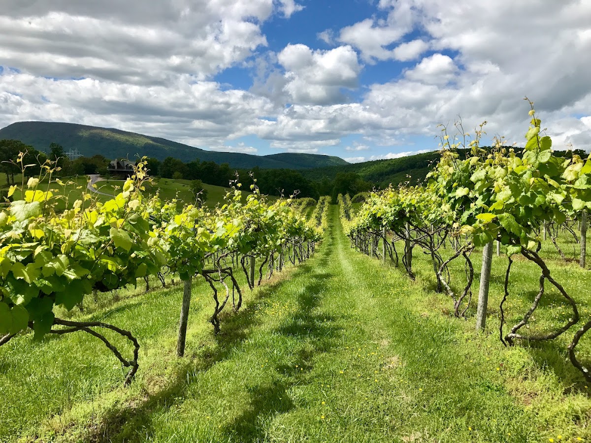 Lexington Valley Vineyard