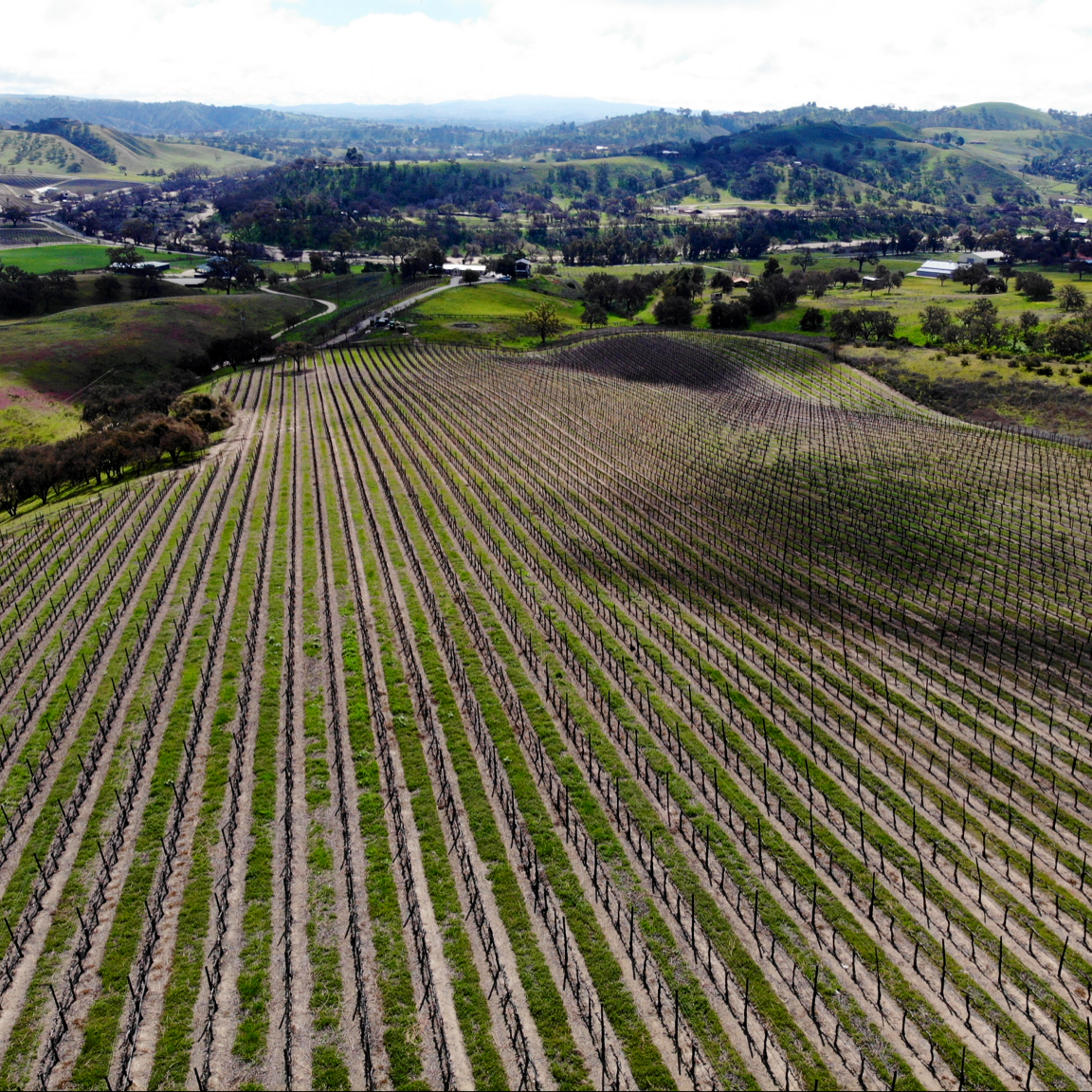 LIBERTY VINEYARD LLC