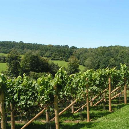 Lily Farm Vineyard
